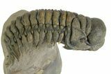 Flying Crotalocephalina Trilobite - Exposed Hypostome #359235-1